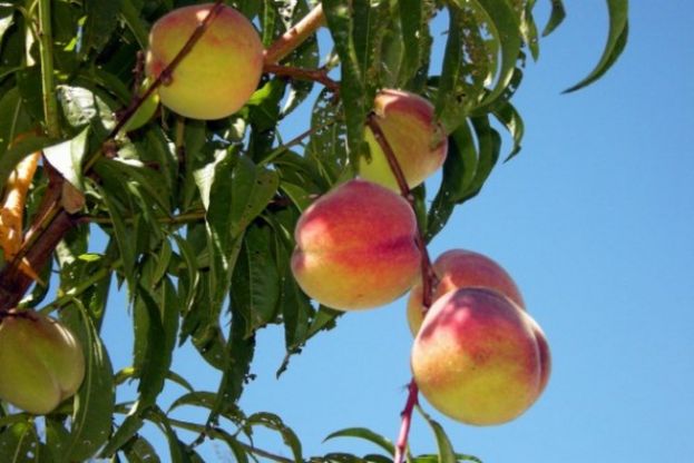 Valleseco: Curso de Introducción a la Fruticultura Ecológica