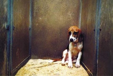 Manifestaci&oacute;n contra la experimentaci&oacute;n animal, organiza &ldquo;Voces Animalistas&rdquo;