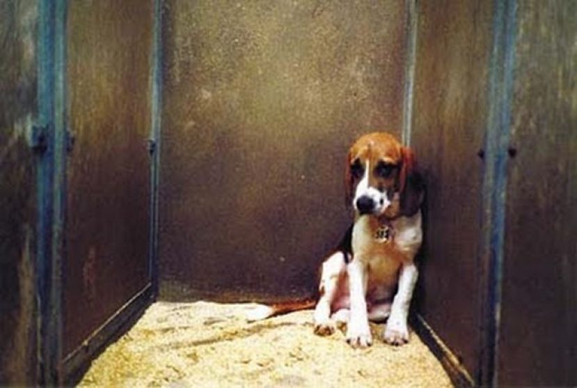 Manifestación contra la experimentación animal, organiza “Voces Animalistas”