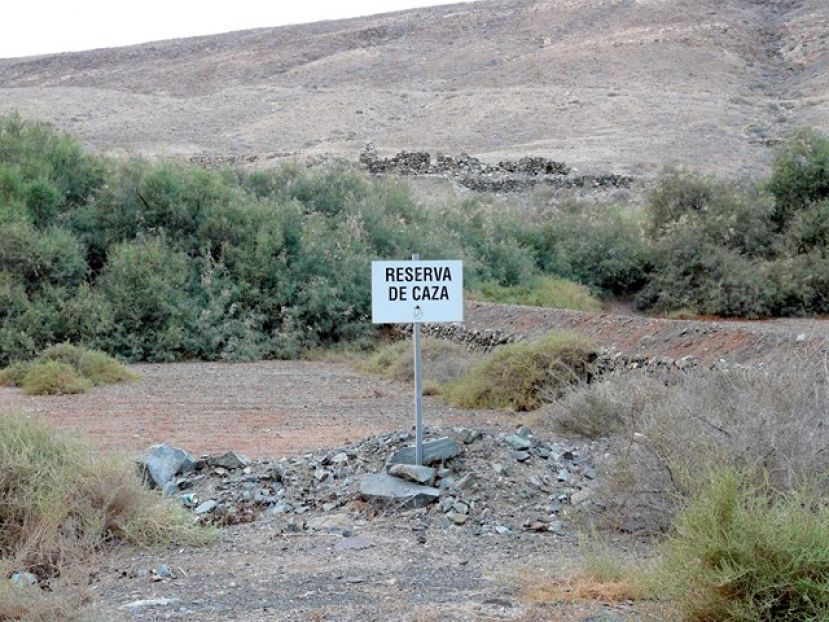 La ACEC aplaude a los consejeros de caza de Lanzarote y Fuerteventura