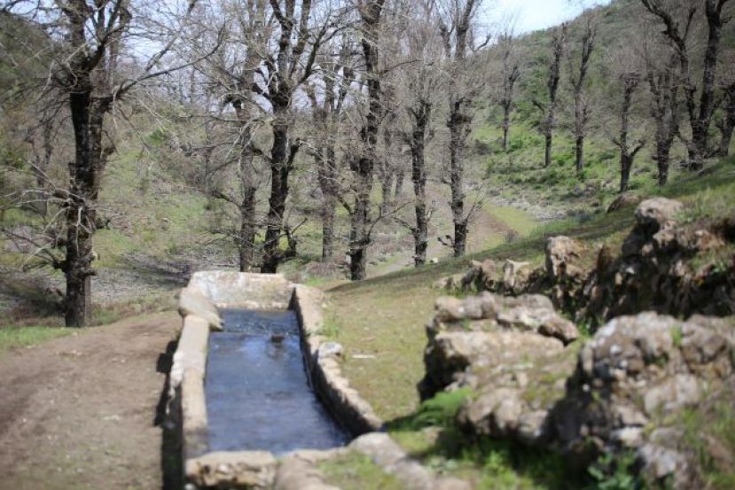 Descubre los pinares y la laurisilva de Valleseco en la ruta del 23 de marzo