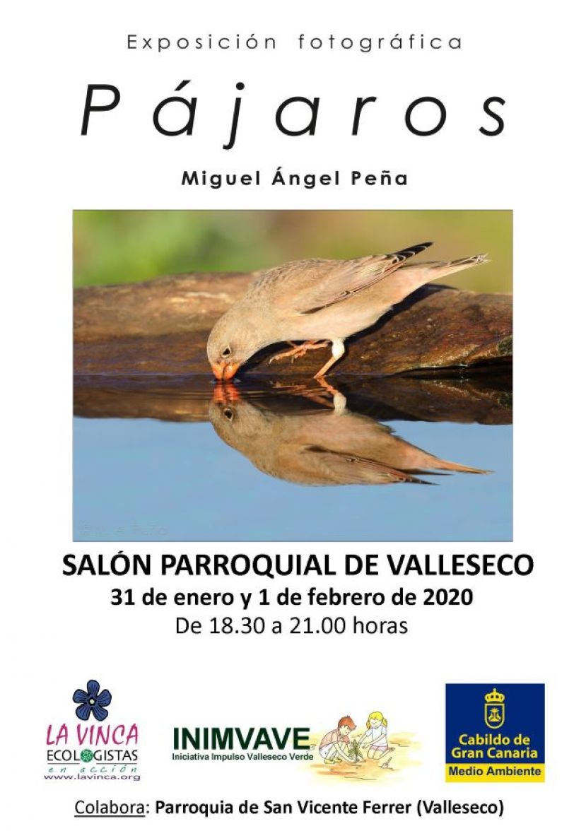 Valleseco: El viernes 31 de enero se abre la Exposición “PÁJAROS”