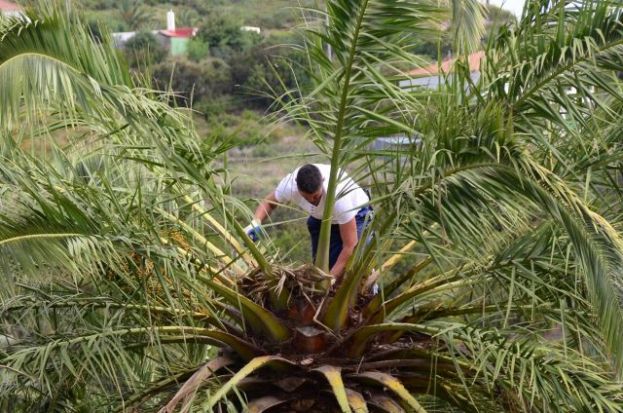 El Cabildo abona 346 mil euros en incentivos directos al sector primario de La Gomera