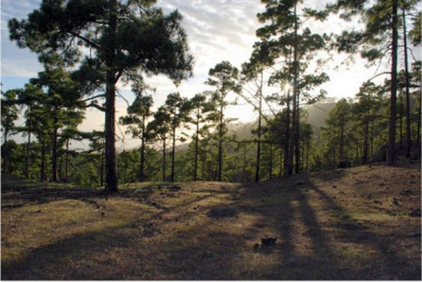 Valleseco te propone una caminata por el Pinar de Pilancones