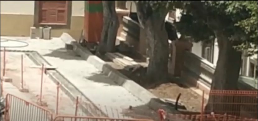 Guía se Respeta pregunta sobre el cuidado de los árboles de la Plaza Grande