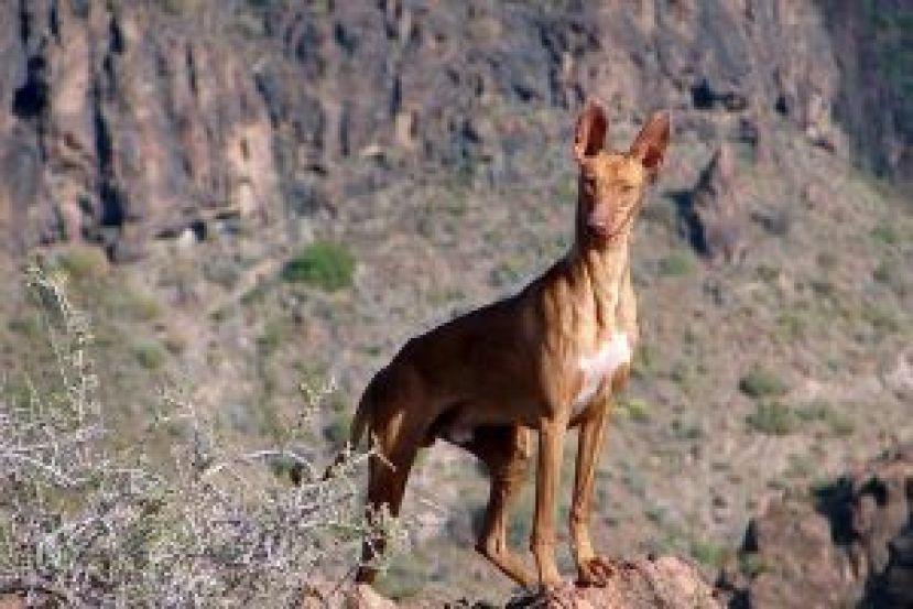 La Gomera: Apertura de cinco campos de entrenamiento de perros de caza