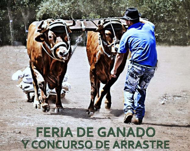 Teror: Aparcamiento gratuito en San Matías para la Feria de Ganado del Agua