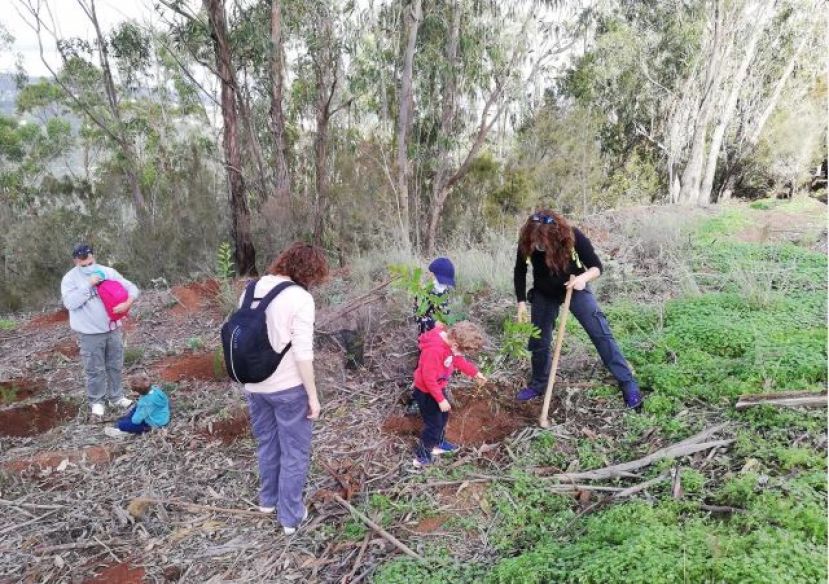 Plantados 175 &aacute;rboles de Monteverde en la Monta&ntilde;a de Firgas en la ruta Doramas