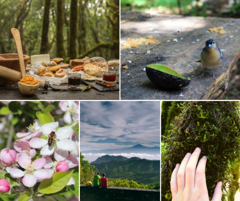 La Gomera: Garajonay, un placer para los cinco sentidos