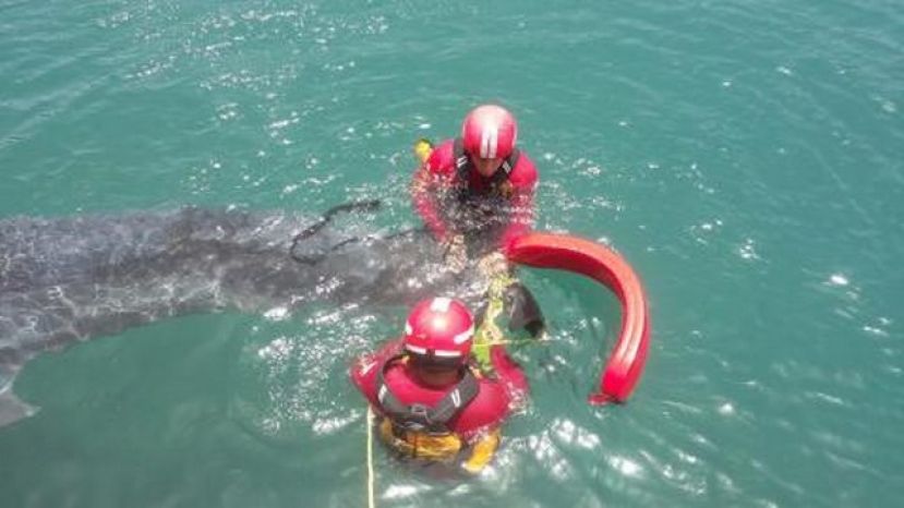 Agaete: Rescatan el cuerpo sin vida de un calder&oacute;n en Guayedra