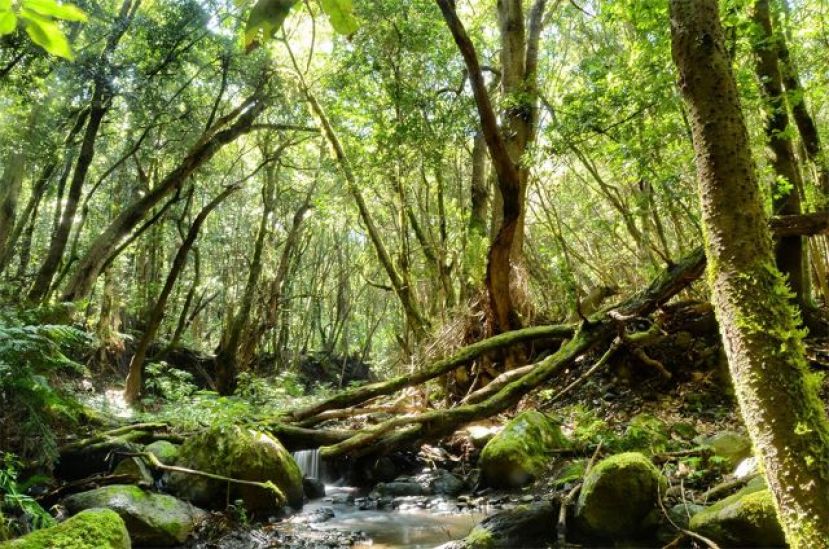 Un corazón verde que riega a La Gomera