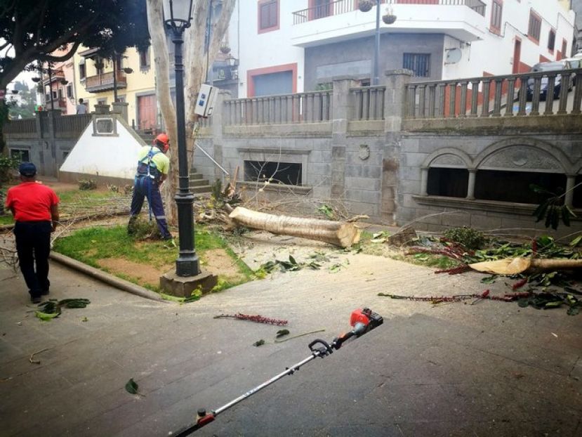 El ayuntamiento de Firgas tala varios &aacute;rboles en la Plaza de San Roque