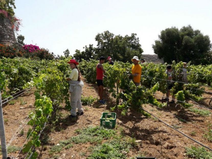 Pistoletazo de salida a la vendimia con 2.000 kilos en las primeras horas