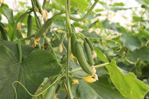 El Gobierno destina a la comercializaci&oacute;n exterior de productos agr&iacute;colas 5 millones