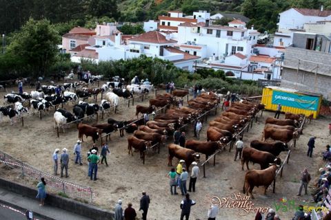 Valleseco: Se organiza como cada a&ntilde;o, la Feria Exposici&oacute;n de Ganado