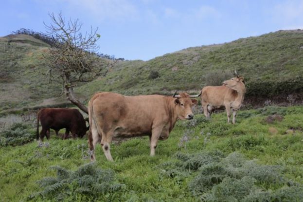 El Gobierno canario destina 3,8 millones de euros a la reposición de vacuno y producción de carne fresca