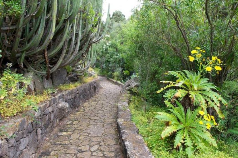 El Pinar y el Bosque de Laurisilva, dos de los parajes para disfrutar en el nuevo recorrido de 45 minutos por el Jard&iacute;n Canario