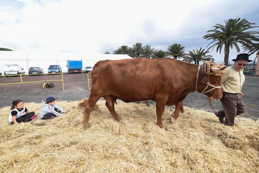 M&aacute;s de 1.300 estudiantes de Gran Canaria descubren en la Feria Escolar de Ganado los secretos de la labor agropecuaria