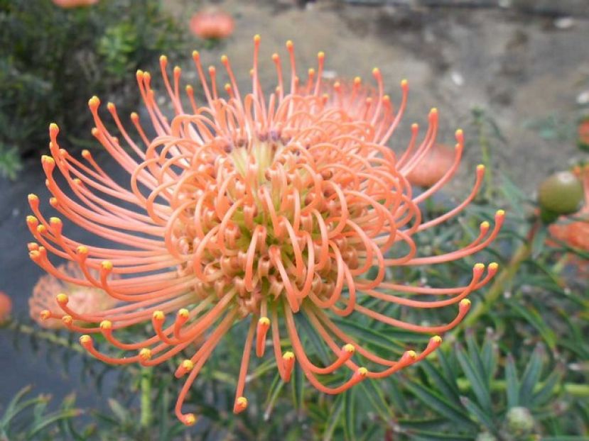 El Cabildo destina 10.000 euros al cultivo de proteas, una de las flores m&aacute;s antiguas del mundo
