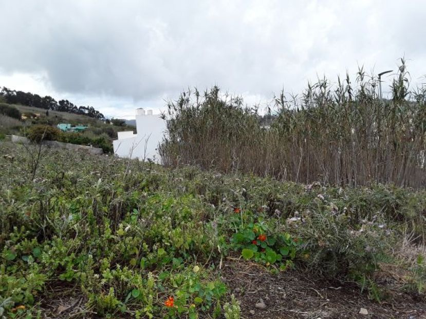 El Cabildo lanza ayudas para desbrozar más de 30 hectáreas de suelo agrícola abandonado en zonas de alto riesgo de incendio de Gran Canaria