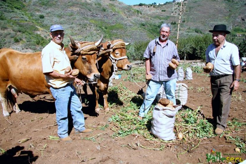 Valleseco: El próximo sábado, tradicional concurso de papas en Madrelagua
