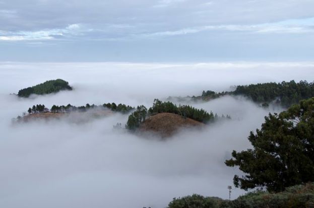 22 DE MARZO, DÍA MUNDIAL DEL AGUA Los pinares de Gran Canaria, uno de los pocos bosques del mundo en certificar su contribución a la preservación de los recursos hídricos