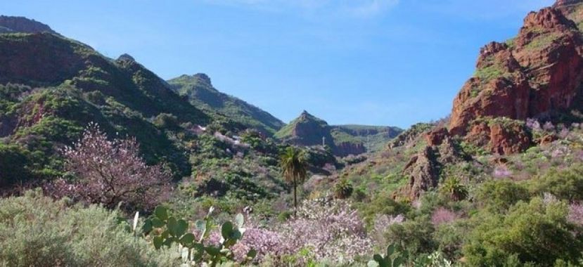 Valleseco te propone una ruta por el extenso barranco de Guayadeque