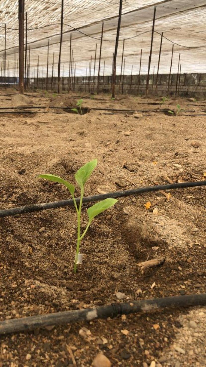 La Huelga agrícola en el Estado cada día más cercana