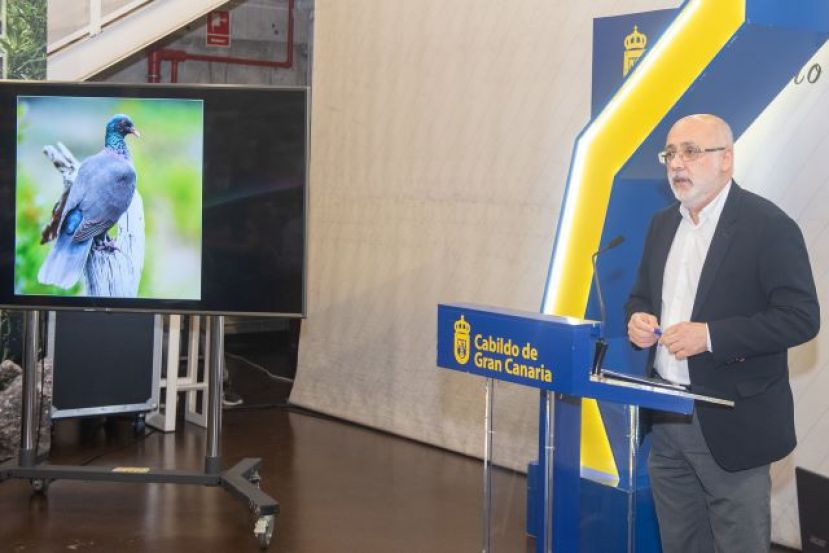 La cría en libertad de la paloma rabiche se duplica en GC tras un siglo desaparecida