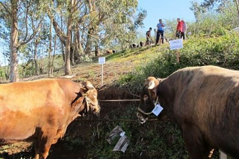 Guía: Feria de Ganado este domingo en Montaña Alta por la festividad de San José