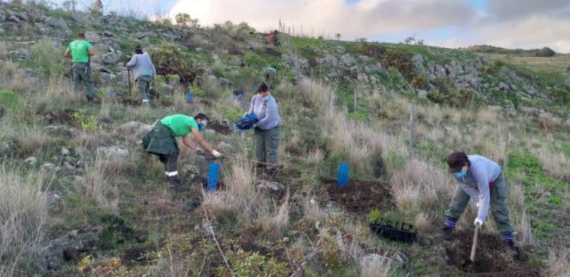 Reforestan la cumbre con m&aacute;s de 10.000 &aacute;rboles: &lsquo;Emplea Verde Gran Canaria 2020&rsquo;