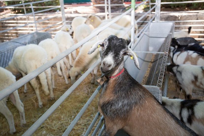 El Cabildo abona 32.000 euros a las 19 asociaciones sin &aacute;nimo de lucro que realizaron ferias de ganado en 2017