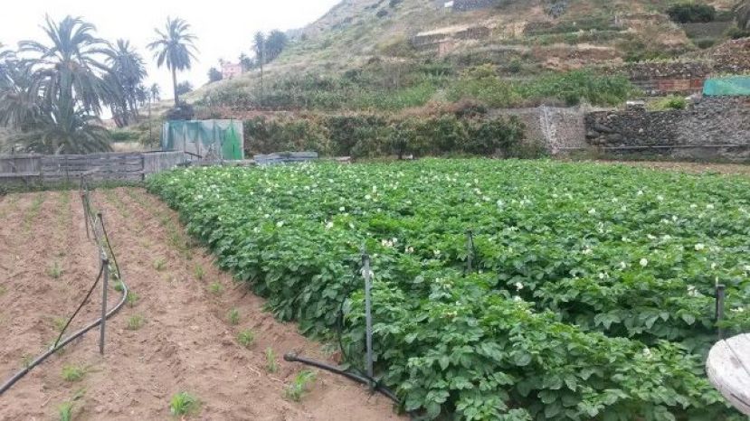 La Gomera: El Pleno pide más recursos para Programa de Desarrollo Rural