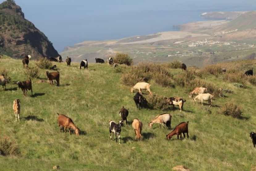 301.000 euros para el mantenimiento de las razas autóctonas ganaderas