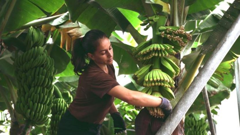 Se intensifica las acciones para que Europa mantenga la ficha del POSEI 2023-2027