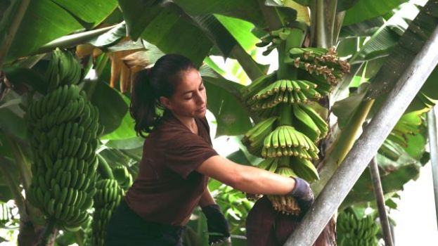 Se intensifica las acciones para que Europa mantenga la ficha del POSEI 2023-2027