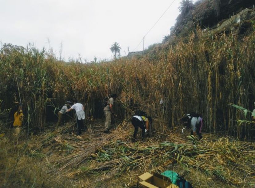 Acción medioambiental y limpieza en el barranco Cardones, en Arucas