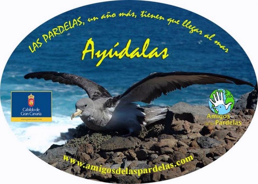 Campa&ntilde;a popular de protecci&oacute;n de la pardela cenicienta