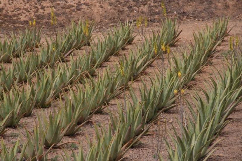 El Gobierno canario destina 83.000 euros a 31 productores de aloe vera, olivo y cochinilla con DOP