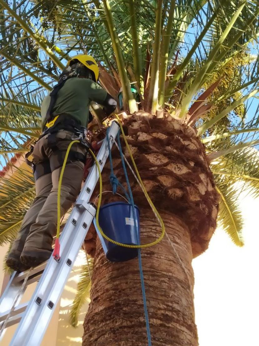 El Gobierno eval&uacute;a el estado fitosanitario de los palmerales para mejorar