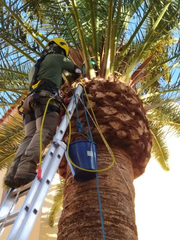 El Gobierno eval&uacute;a el estado fitosanitario de los palmerales para mejorar