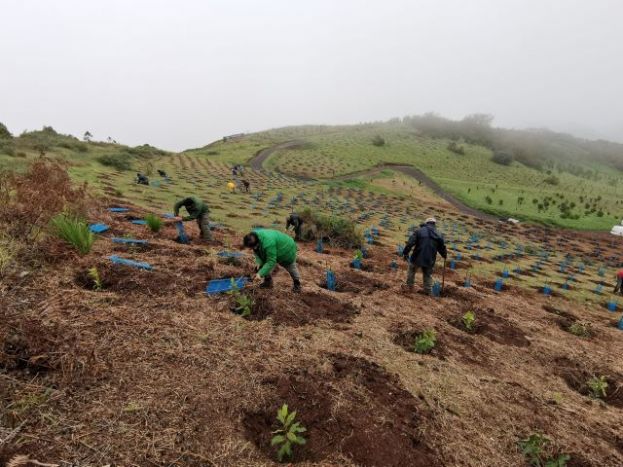 &lsquo;Foresta Plantamos Futuro&rsquo; planta un total de 12.093 &aacute;rboles en la cumbre grancanaria