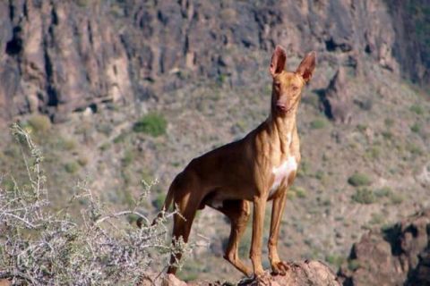La Gomera: Aprobado el calendario de caza con escopeta a partir del 20 de septiembre