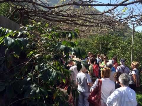 Las bodegas de Gran Canaria apuestan por el desarrollo del enoturismo en la isla