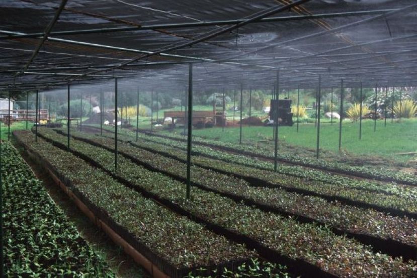Curso virtual y gratuito sobre forraje verde hidropónico