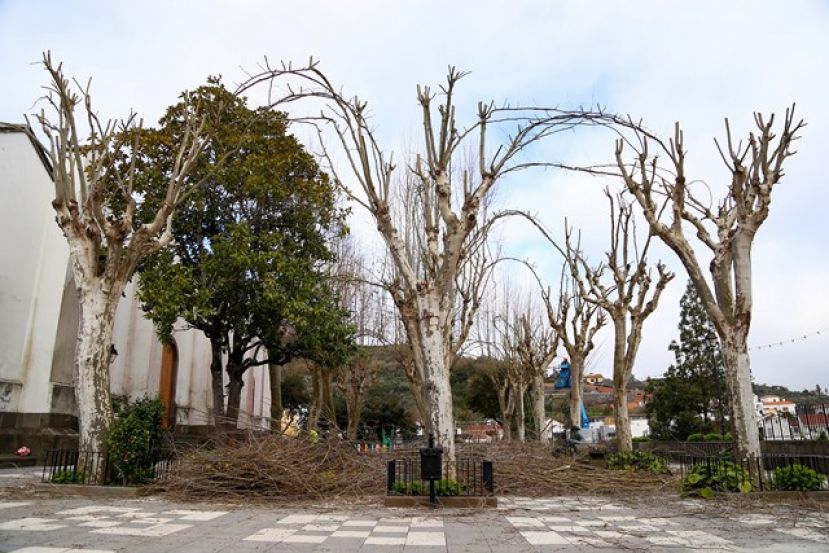 Valleseco ejecuta una poda en los &aacute;rboles de la Plaza de San Vicente Ferrer