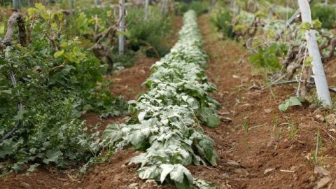 La Gomera: Cierre del plazo para acogerse a las ayudas para el sector primario