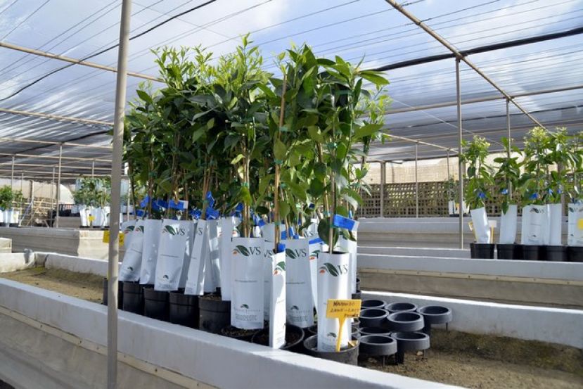 Los agricultores moganeros pueden acogerse a la ayuda de árboles frutales