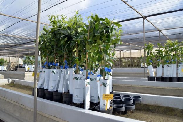 Los agricultores moganeros pueden acogerse a la ayuda de árboles frutales