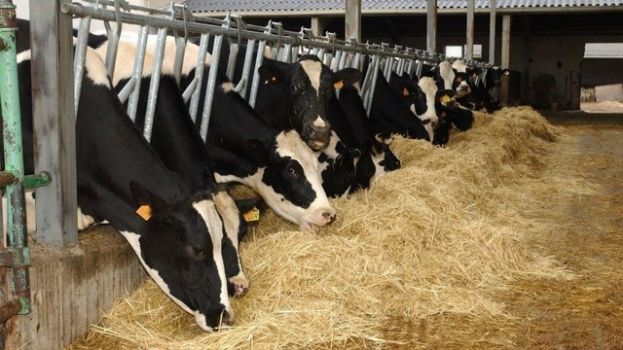 Una moci&oacute;n contra la especulaci&oacute;n en el precio de los productos de alimentaci&oacute;n para animales, a votaci&oacute;n en el pleno del Cabildo